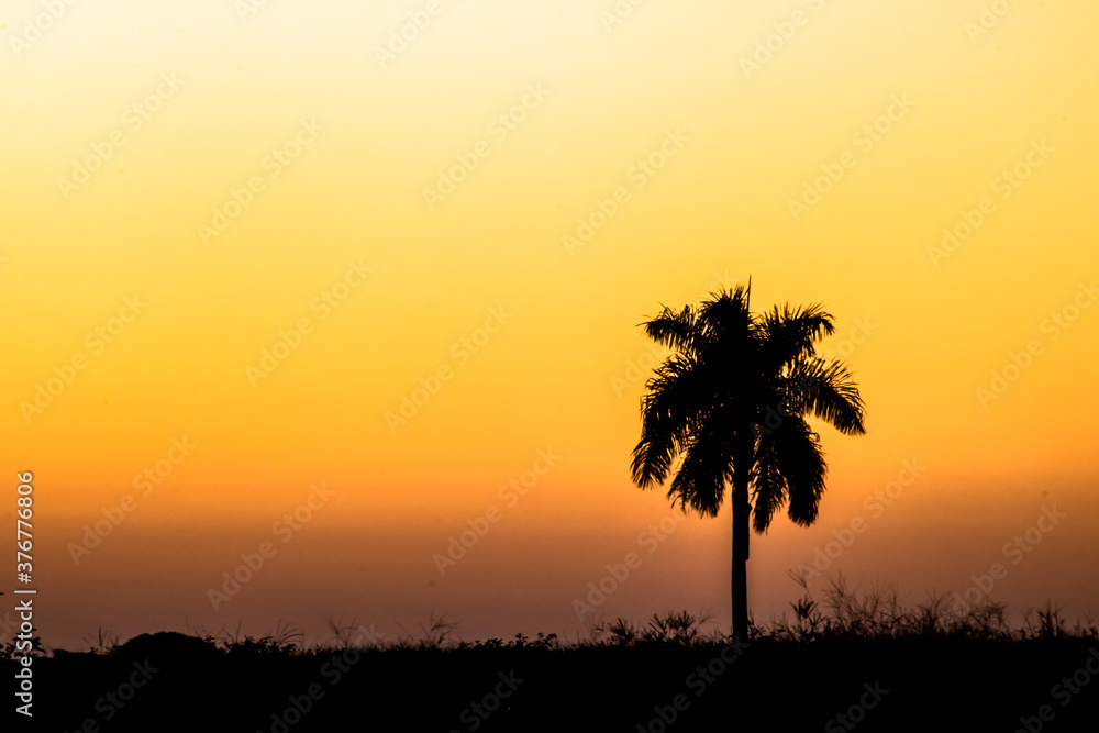 Silhouette of palm tree during a sunset in Brazil