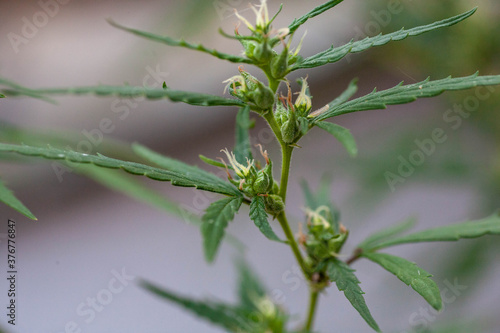 Closeup of Cannabis female plant in flowering phase.