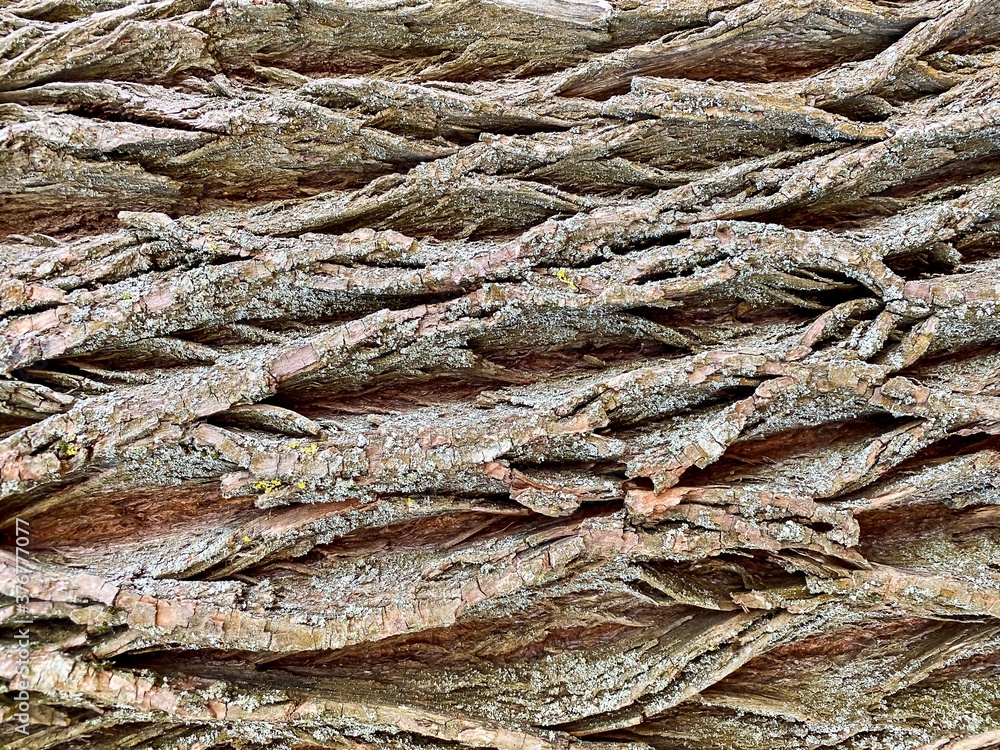 Abstract tree bark surface. Free space. Abstract tree bark surface. Free space.