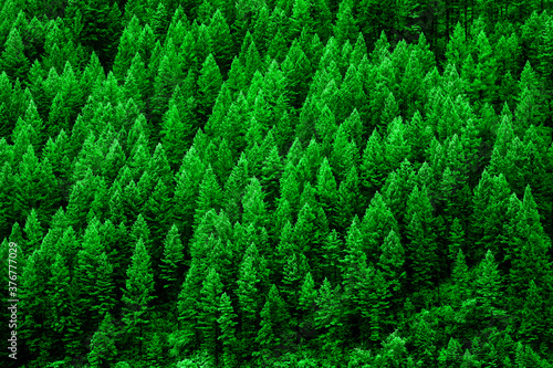 Lush Green Pine Forest of Trees Mountainside Wilderness Environment