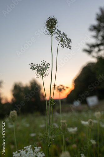 Close up of wild carrot (Daucus carota, Queen Anne's lace) at sunrise