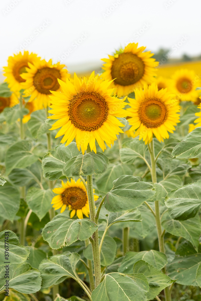 field of sunflowers