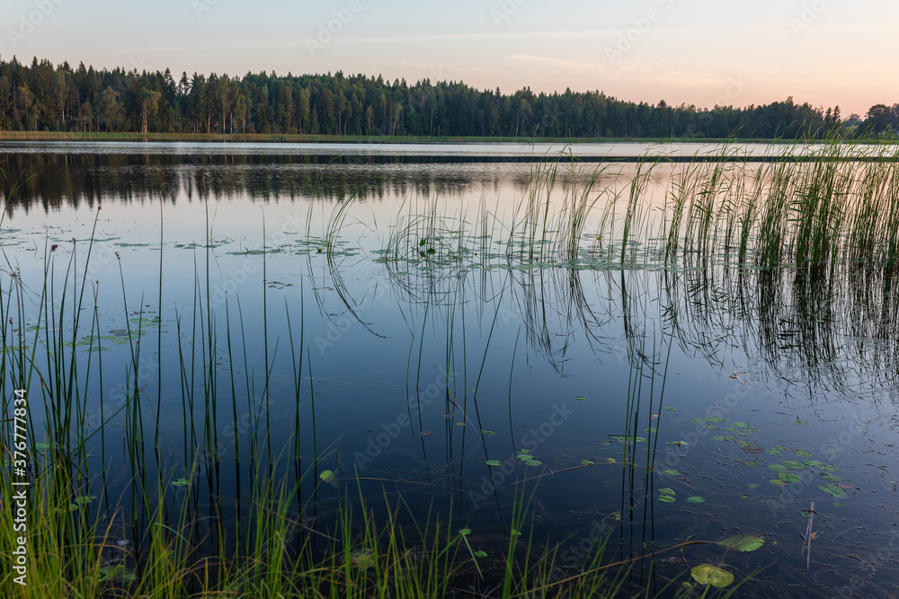 Sunrise over lake on a calm, peaceful morning, with forest in a background and reeds in a foreground Sunrise over lake on a calm, peaceful morning, with forest in a background and reeds in a foreground