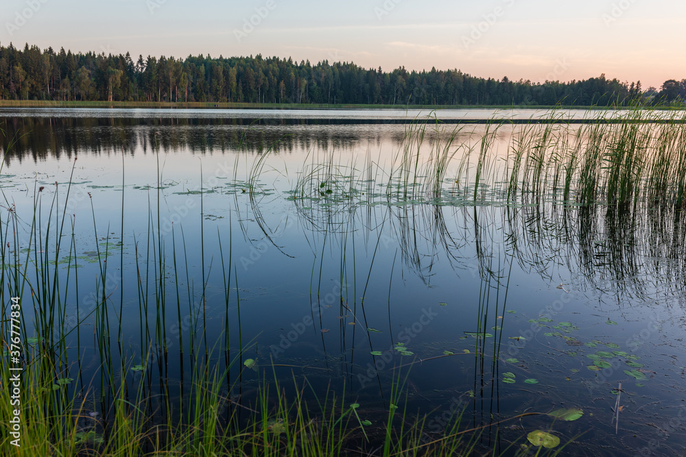 Sunrise over lake on a calm, peaceful morning, with forest in a background and reeds in a foreground