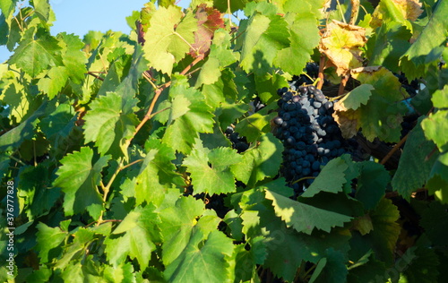 Ripe grapes among green leaves