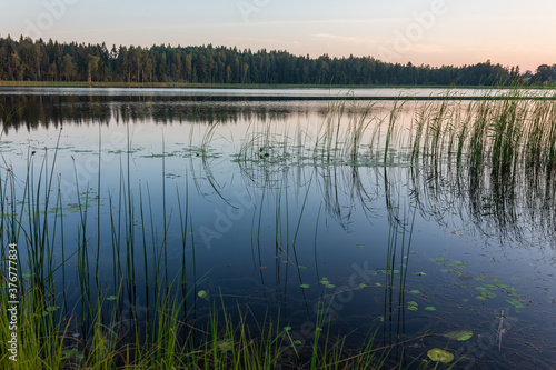 Sunrise over lake on a calm, peaceful morning, with forest in a background and reeds in a foreground