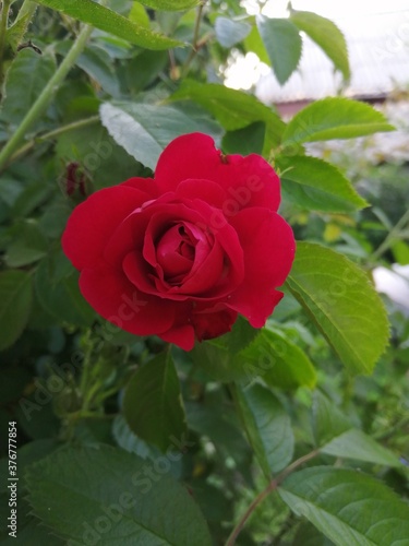 red rose in garden © Ирина Лещенко