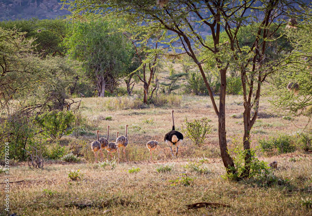 Landscape shot of Kenya with grazing family of ostriches Landscape shot of Kenya with grazing family of ostriches