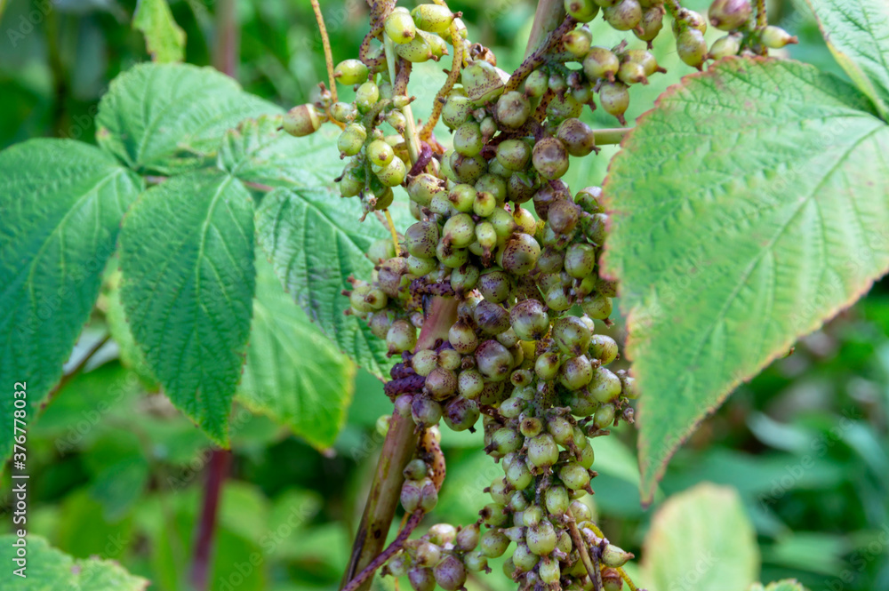 Cuscuta. Cuscuta.