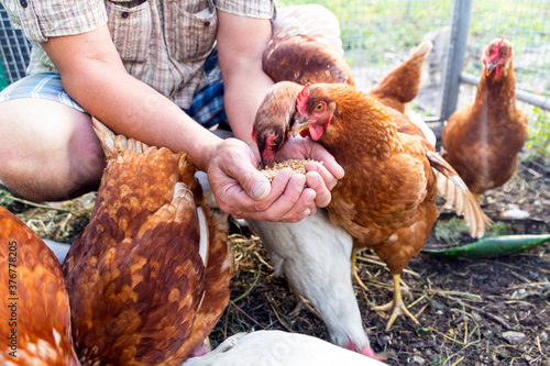 Photo The farmer hand-feeds his hens with grain