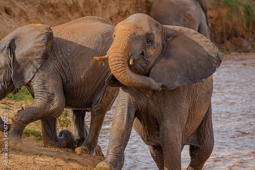 Photography Large elephants charging up hill from river