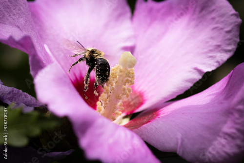 bee flying on rose of sharon