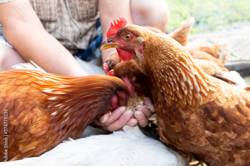 The farmer hand-feeds his hens with grain. Natural organic farming concept