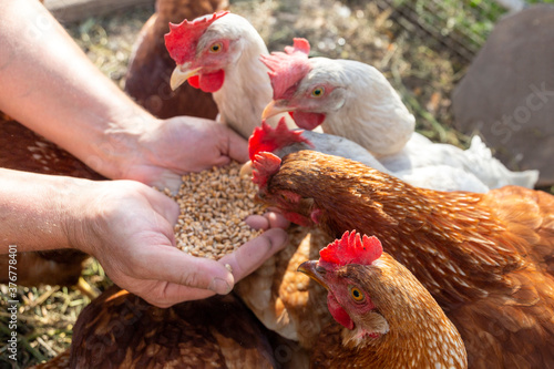 The farmer hand-feeds his hens with grain. Natural organic farming concept photo