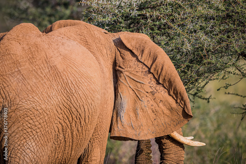 Photography Large veins pattern the back of an elephants ear to aid in cooling