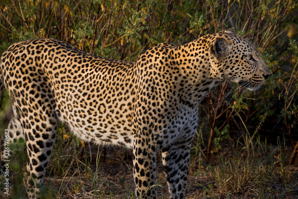 Fototapeta premium Leopard with colorful coat looking for prey .
