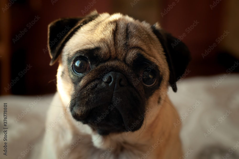 Cute dog Pug breed looking at camera with funny face feeling so happiness, Dog Pug Concept