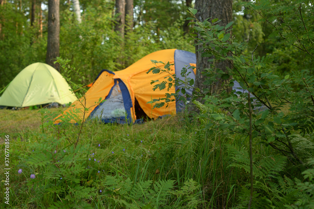 Camping tents in forest.