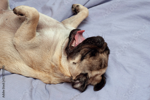cute pug dog sleeping and yawning on bed. cozy autumn morning