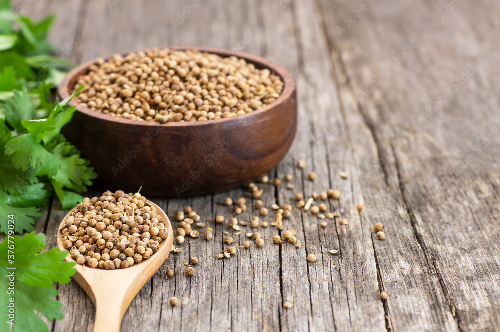 coriander seeds in wooden spoon and bowl with fresh cilantro leaves on wooden table, ( coriandrum sativum ) coriander seeds in wooden spoon and bowl with fresh cilantro leaves on wooden table, ( coriandrum sativum )