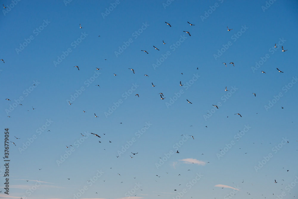 Puffins flying around Lundey (Puffin Island) near Husavik, Iceland. Puffins flying around Lundey (Puffin Island) near Husavik, Iceland.