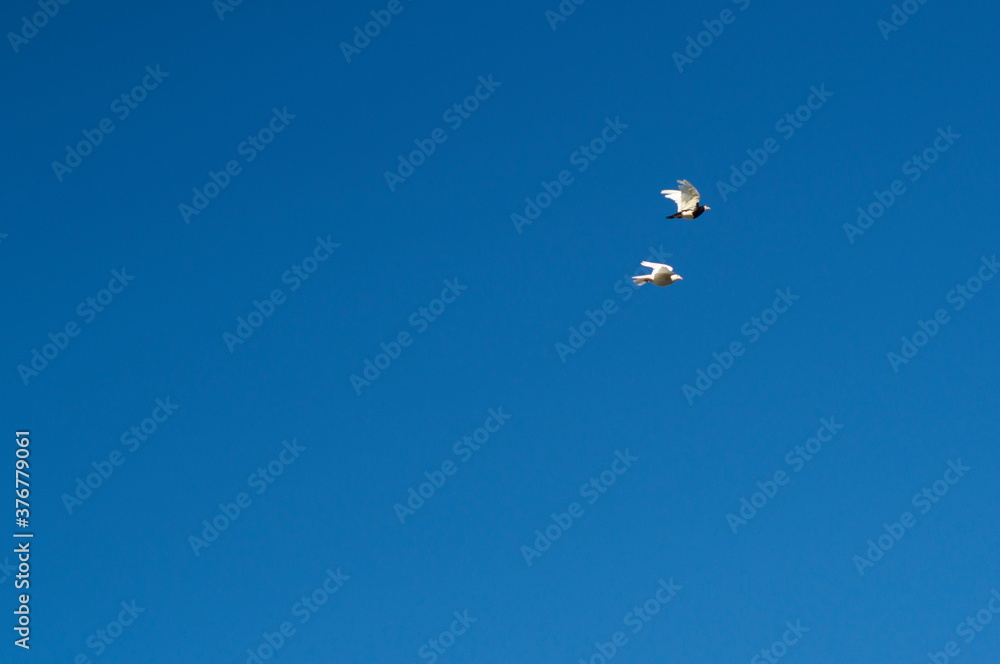 Two flying pigeons in a blue sky Two flying pigeons in a blue sky