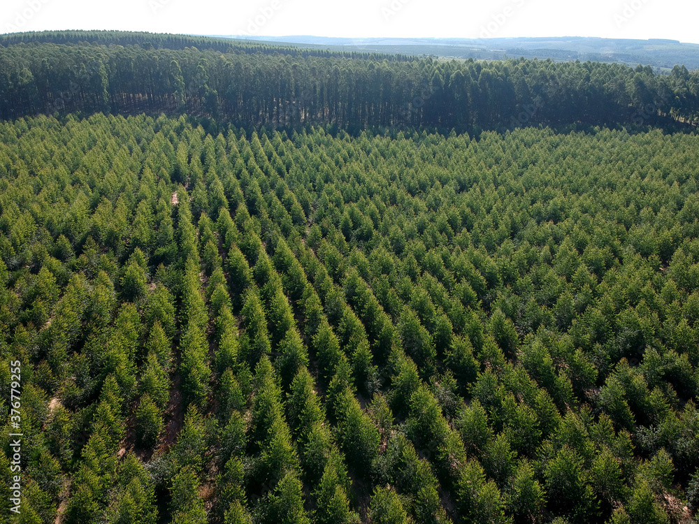 Aerial view of a young Eucalyptus plantation in Brazil