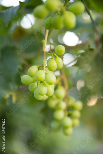 grape