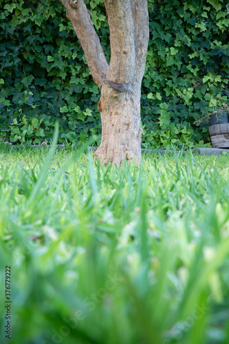 arbol