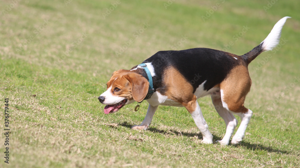 Cute Beagle dog on one of the grass hills in Sydney Park Cute Beagle dog on one of the grass hills in Sydney Park