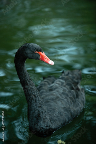 black swan on the water