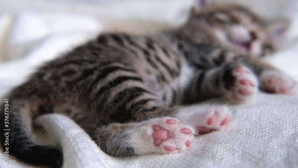 4k cat paws close up. striped domestic kitty lying on white light blanket on bed. Sleep cat. Concept of happy adorable pets 4k cat paws close up. striped domestic kitty lying on white light blanket on bed. Sleep cat. Concept of happy adorable pets