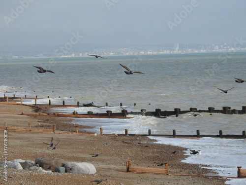 A group of birds fly by the sea and the beach near the city