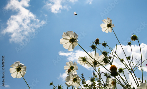 White cosmo flowers with blue sky and clouds background#2