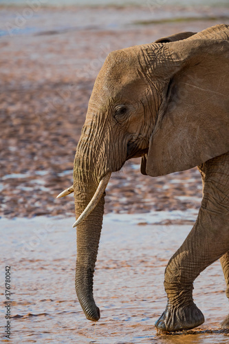Profile of African Elephant walking through shallow water in Kenya