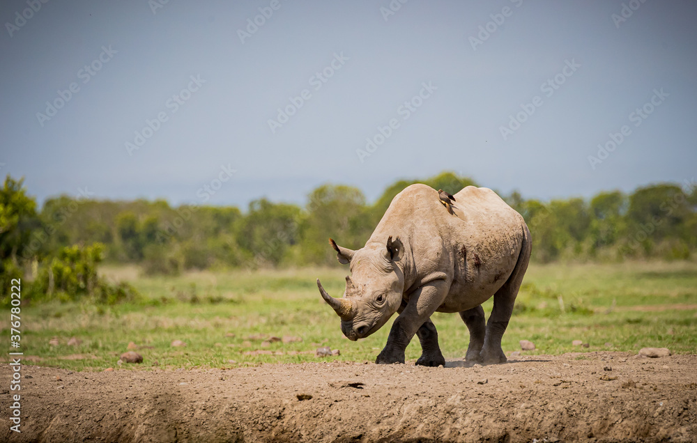 Fototapeta premium Rhinoceros walks towards water hole in Kenya in the wild