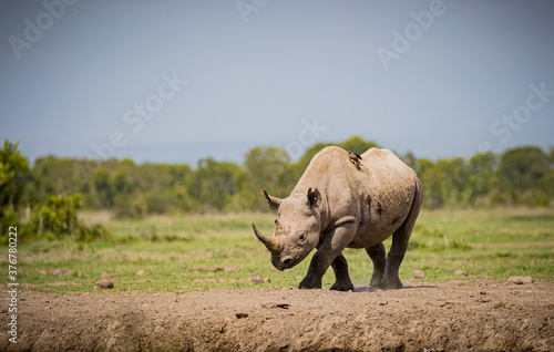 Rhinoceros walks towards water hole in Kenya in the wild