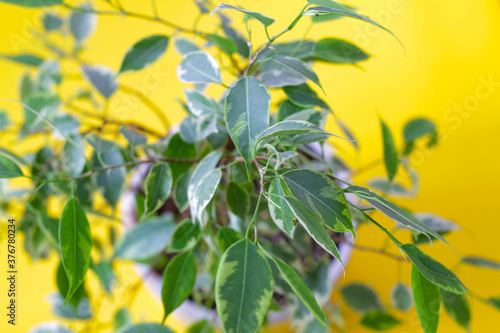 small ficus plant in a pot