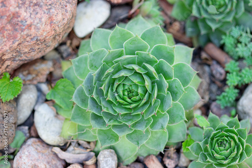 Beautiful big succulent among the stones in the garden.