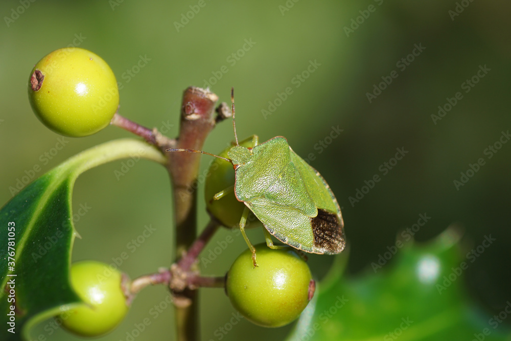 Green shield bug (Palomena prasina), family Pentatomidae on holly (Ilex), family Aquifoliaceae with green berries. Netherlands, August Green shield bug (Palomena prasina), family Pentatomidae on holly (Ilex), family Aquifoliaceae with green berries. Netherlands, August