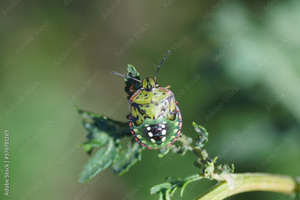 Nymph of a green stinkbug (Nezara viridula) of the family Pentatomidae on a plant. Slovenia, September Nymph of a green stinkbug (Nezara viridula) of the family Pentatomidae on a plant. Slovenia, September