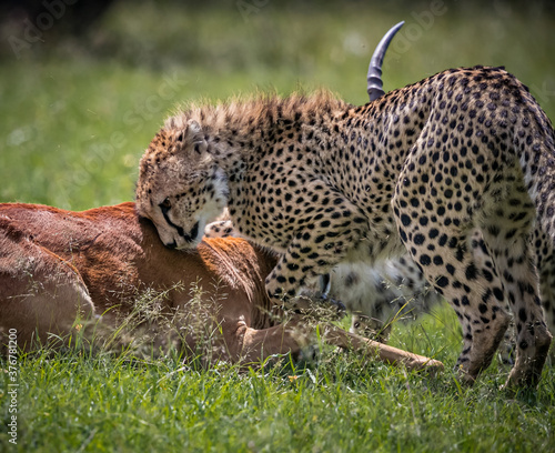 Soft tufts of spinal hair indicated a juvenile cheetah photo