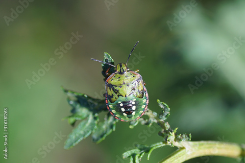 Nymph of a green stinkbug (Nezara viridula) of the family Pentatomidae on a plant. Slovenia, September  © Thijs de Graaf
