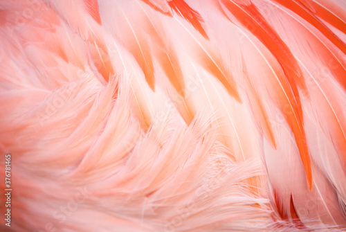 Close up of Chilean flamingo's feather photo