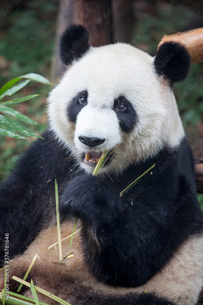 Giant panda eating bamboo Giant panda eating bamboo