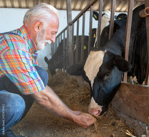 Farmer feeding cows from hand photo