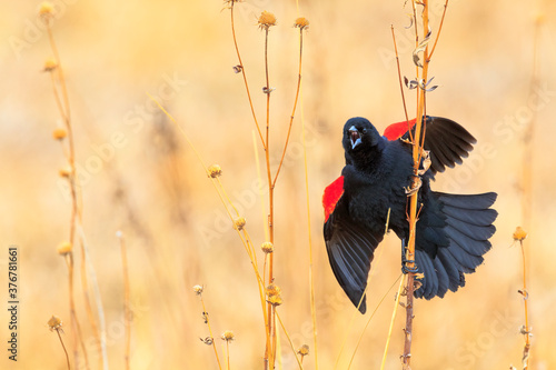 Close up of Red winged blackbird perching on twig