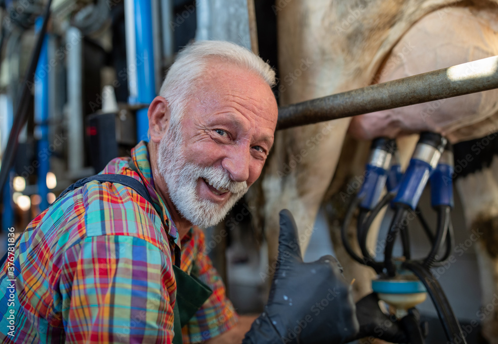 Portrait of man at milking production Portrait of man at milking production