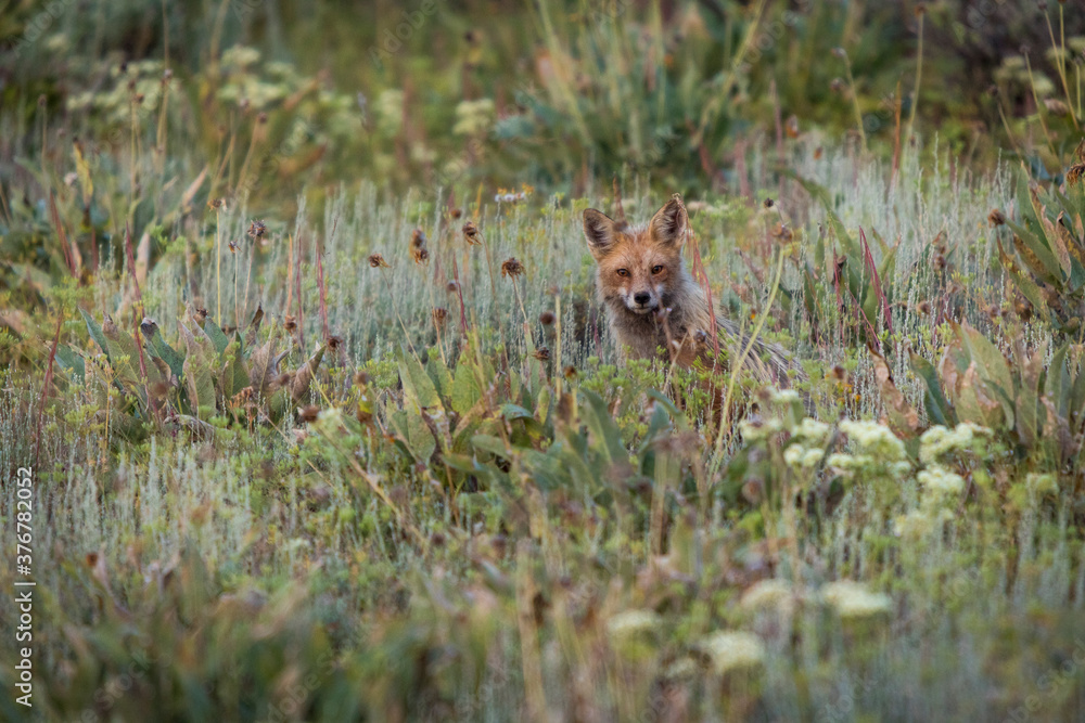Portrait of fox in Grand Teton National Park Portrait of fox in Grand Teton National Park