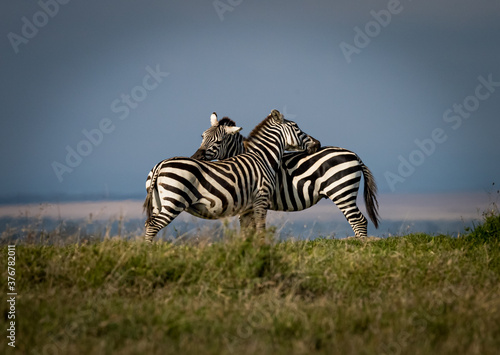 Two zebras preening each other in Kenya